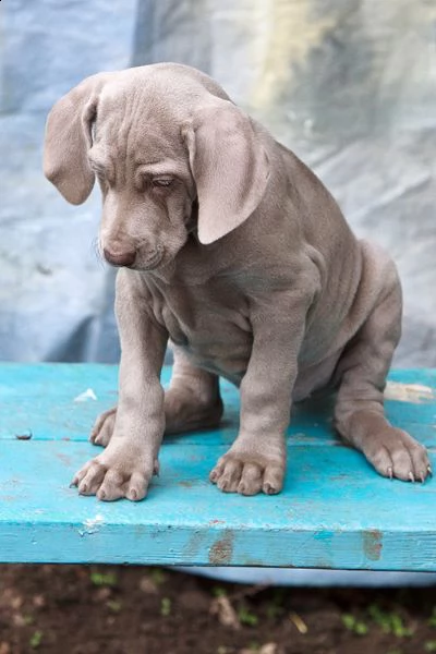 cuccioli di weimaraner | Foto 2