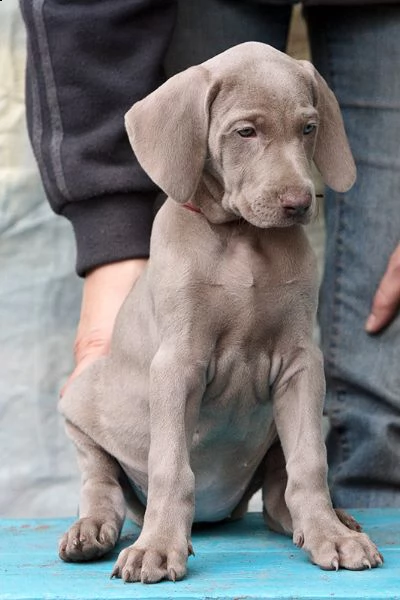 cuccioli di weimaraner | Foto 1
