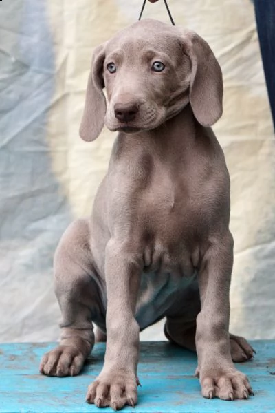 cuccioli di weimaraner | Foto 0