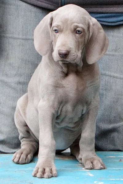 cuccioli di weimaraner