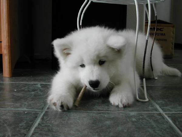 cuccioli di razza samoiedo | Foto 0