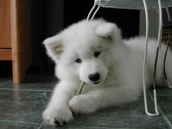 cuccioli di razza samoiedo