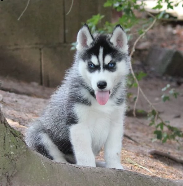 dolcissimi siberian husky cuccioli