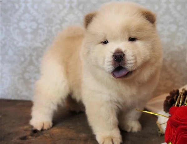 disponibili cuccioli di chow chow | Foto 0