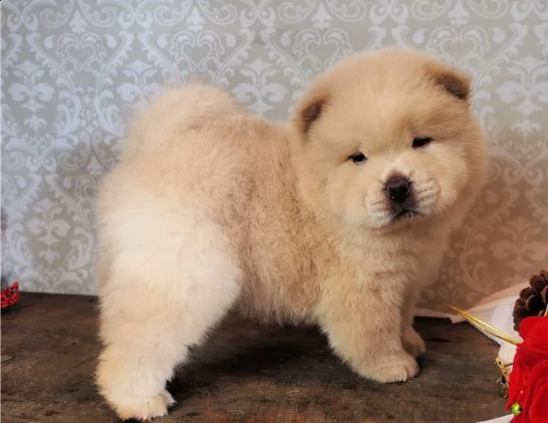 disponibili cuccioli di chow chow