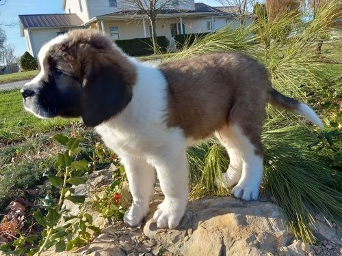 regalo adorabili cuccioli  san bernardo  femminucce e maschietti gratuita