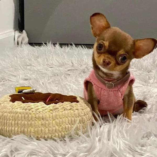 adorabili cuccioli    chihuahua     femminucce e maschietti disponibili