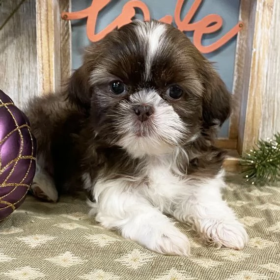 regalo cuccioli shih tzu
