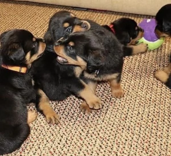  regalo adorabili cuccioli   rottweiler    femminucce e maschietti
