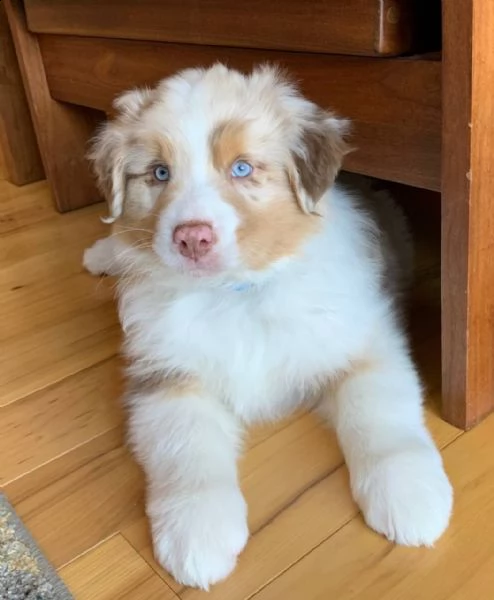 regalo abbiamo cuccioli di san bernardo 