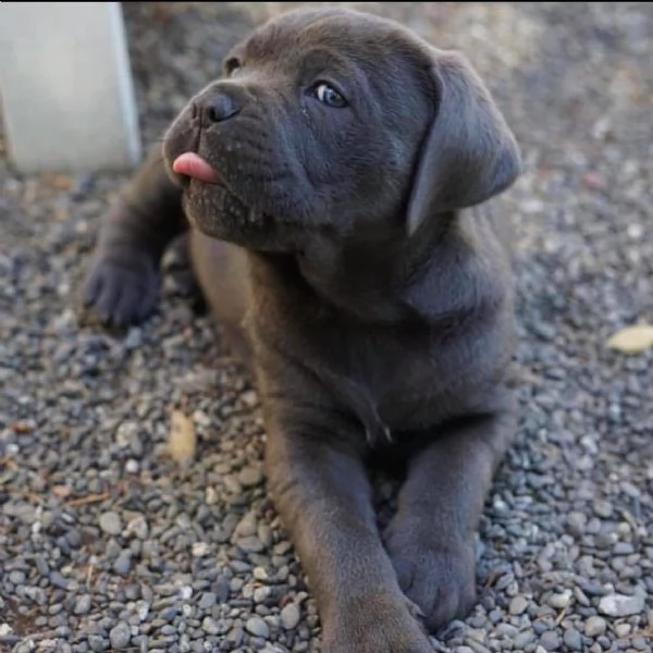 regalo cane corso  cuccioli meravigliosi ! 