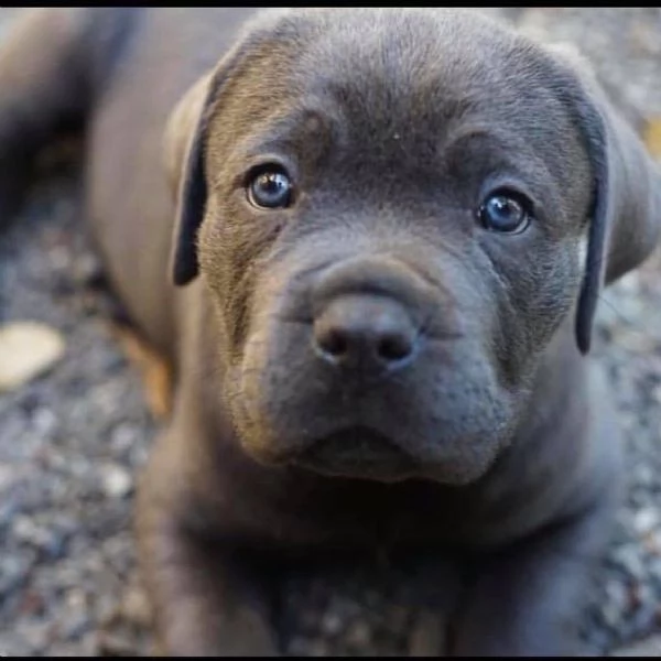 cuccioli di  cane corso     femminucce e maschietti disponibili per l'adozione gratuita i cuccioli 