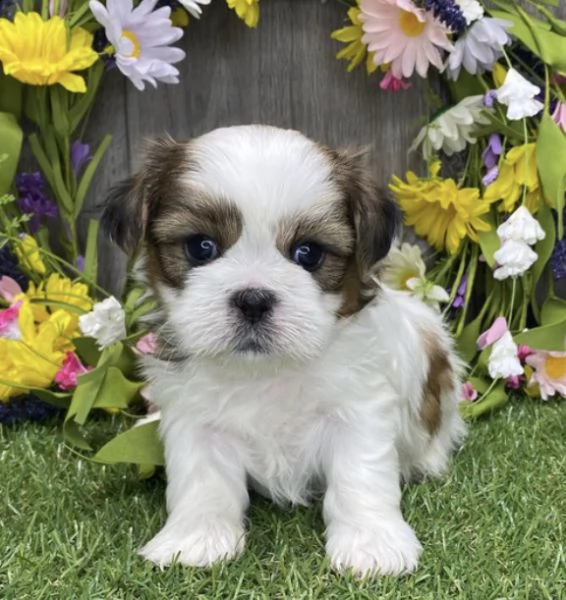 regalo cuccioli shih tzu