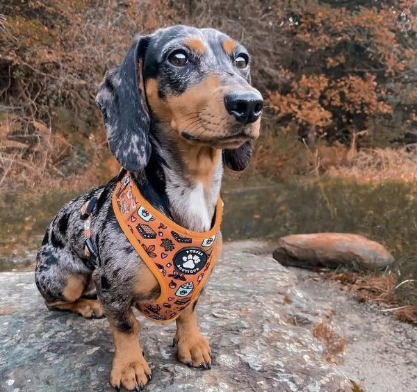 regalo adorabili cuccioli  bassotto femminucce e maschietti