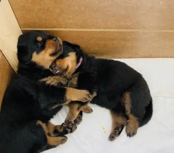 regalo rottweiler  cuccioli