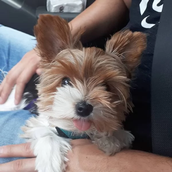 regalo adorabili cuccioli  yorkshire    femminucce e maschietti disponibili