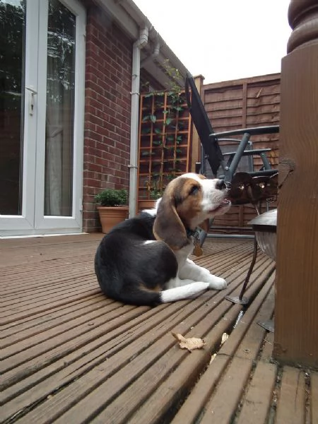 cuccioli di beagle | Foto 1