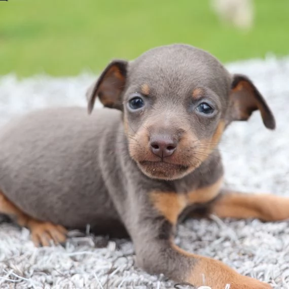 regarlo pinscher in miniatura cuccioli