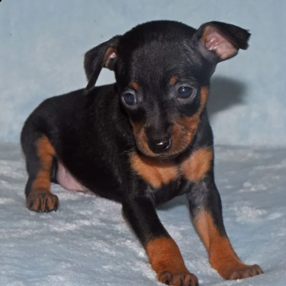 pinscher in miniatura cuccioli per l'adozione bellissima cucciolata cerca nuova famiglia, 4 maschi e