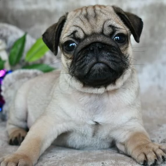 regarlo carlino cuccioli