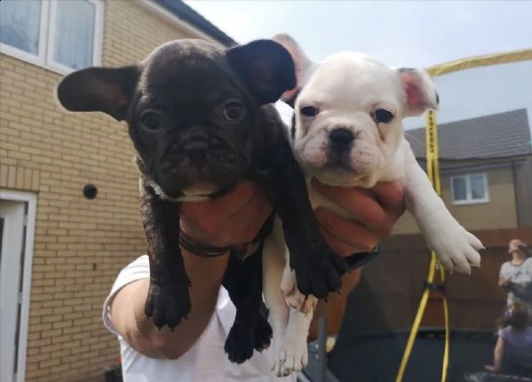 i nostri bellissimi cuccioli di bulldog francese 1 femmina e 1 maschio.