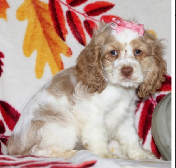    regalo cuccioli di chihuahua