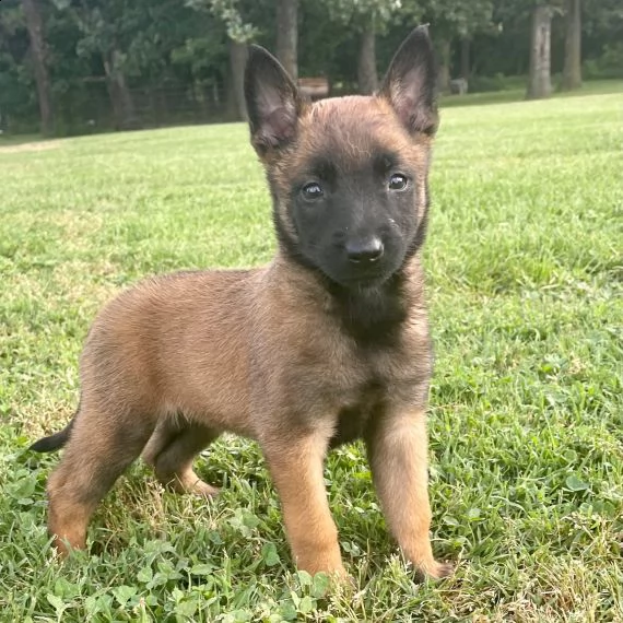 pastore belga cuccioli per l'adozione bellissima cucciolata cerca nuova famiglia, 4 maschi e 3 femmi