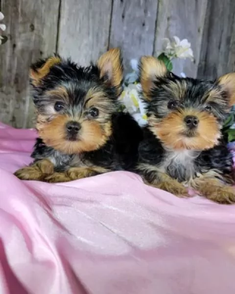 bellissimi cuccioli di yorkie per una buona casa