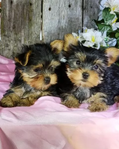 bellissimi cuccioli di yorkie per una buona casa | Foto 1