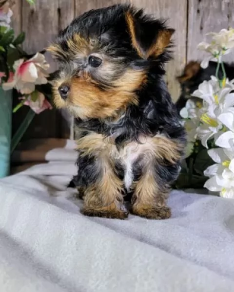 bellissimi cuccioli di yorkie per una buona casa | Foto 0