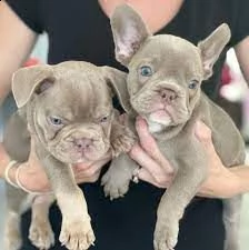 cuccioli di bulldog francese in vendita disponibili