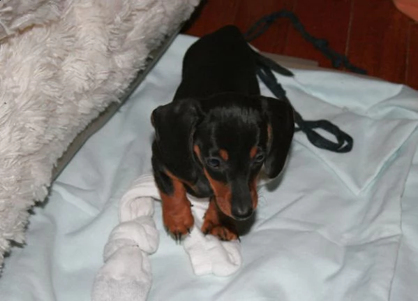 cuccioli di bassotto a pelo corto | Foto 1