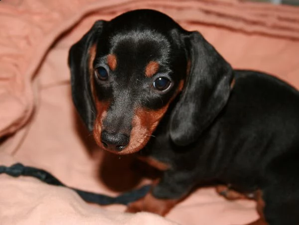 cuccioli di bassotto a pelo corto | Foto 0
