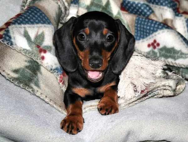 cuccioli di bassotto a pelo corto