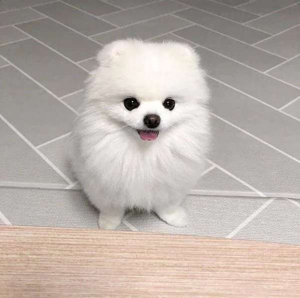  regalo pomerania cuccioli (maschio e femmina)