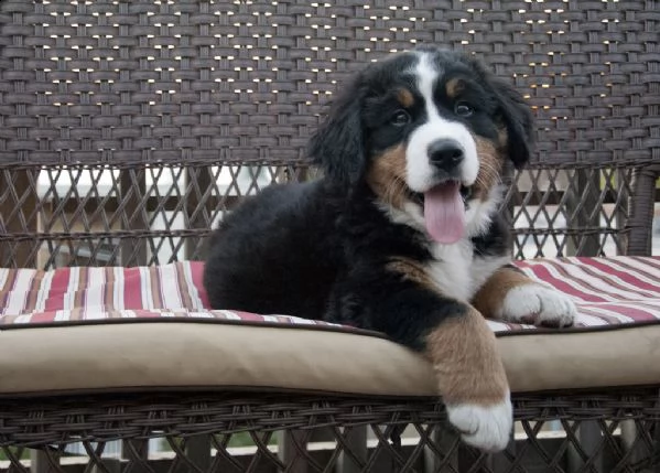 bellissimi cuccioli di bovaro del bernese