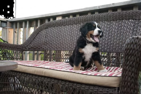 bellissimi cuccioli di bovaro del bernese | Foto 2