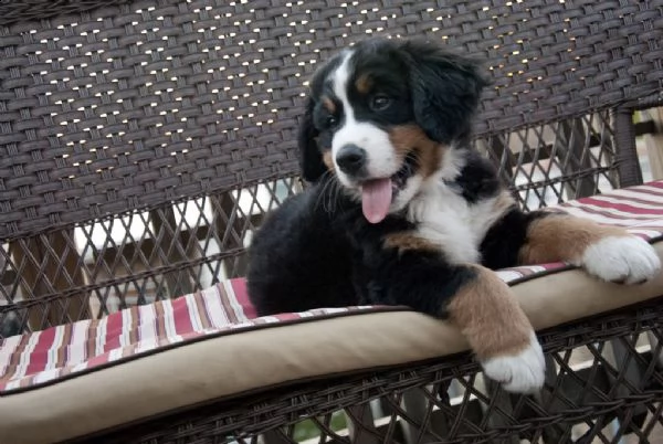 bellissimi cuccioli di bovaro del bernese | Foto 1