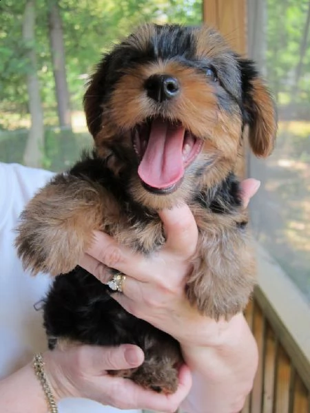 cuccioli di yorkshire  | Foto 2