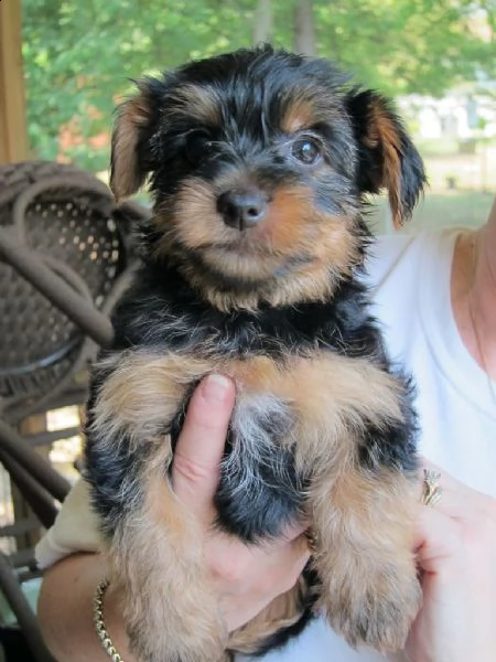 cuccioli di yorkshire  | Foto 0
