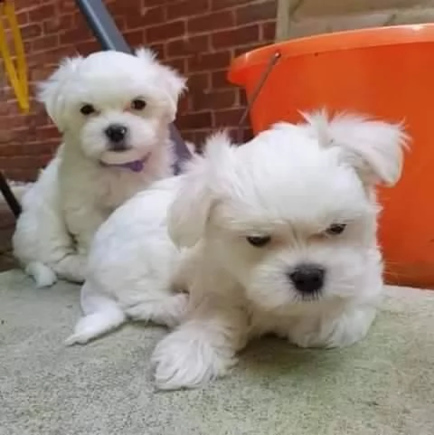 cuccioli di maltese mini toy | Foto 0