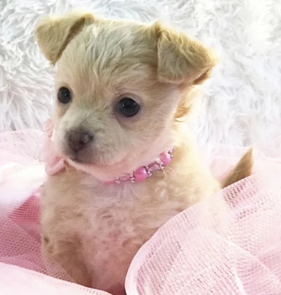  regalo cuccioli di chihuahua 