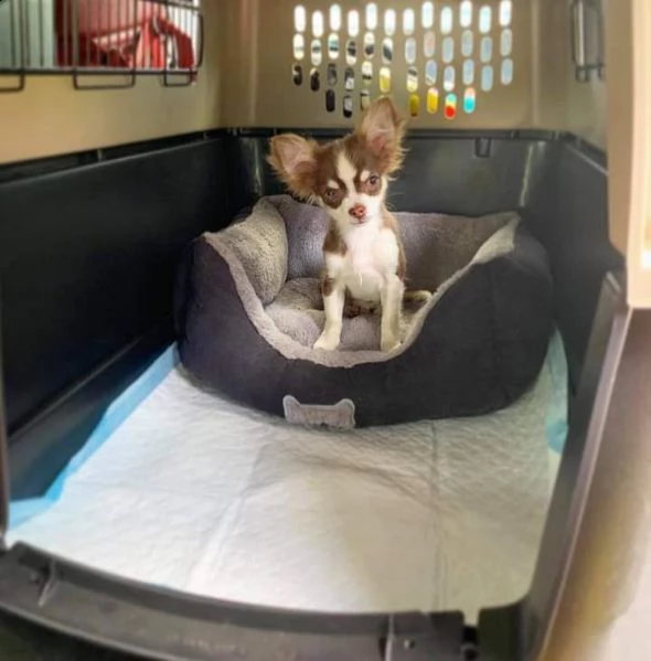  regalo due cuccioli di chihuahua  per l'adozione