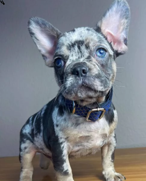  cuccioli di bulldog francese per l'adozione (due)