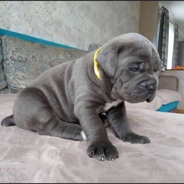 regalo cane corso  cuccioli