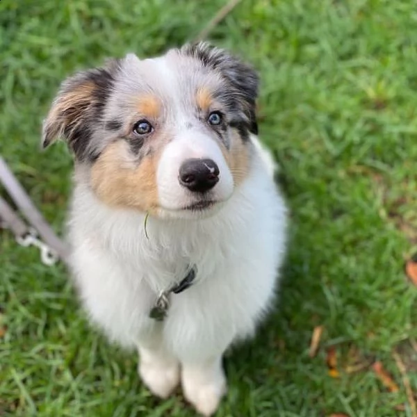 regalo adorabili cuccioli pastore australiano femminucce e maschietti
