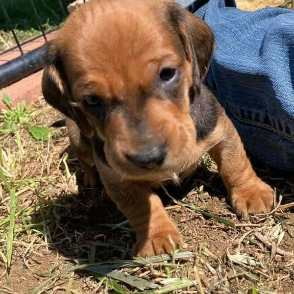  regalo adorabili cuccioli  bassotto femminucce e maschietti disponibili