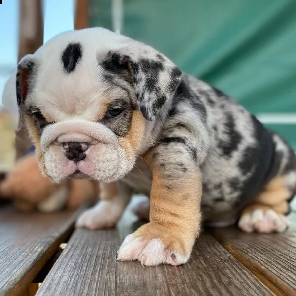  cuccioli di bulldog inglese super adorabili