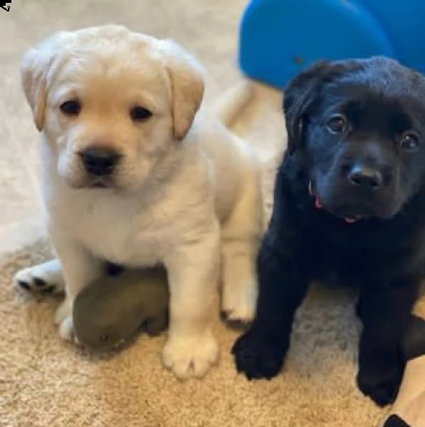  cuccioli di labrador retriever addestrati a casa