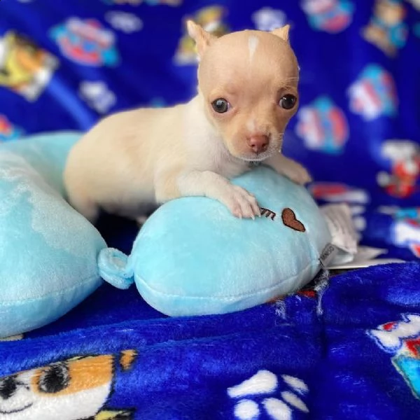  bellissimi cuccioli di chihuahua da reinserire in casa